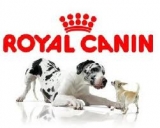 Royal Canin pes